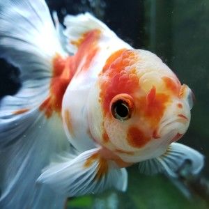 Meet your Posher, Carrie